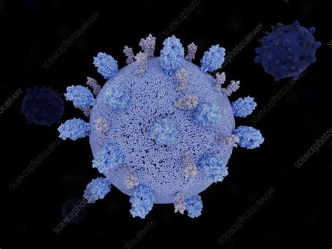 Respiratory syncytial virus, illustration - Stock Image - F040/5003 - Science Photo Library