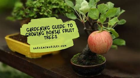 Gardening Guide To Growing Bonsai Fruit Trees Gardens Nursery