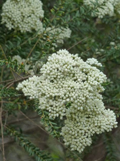 Ozothamnus Diosmifolius Pill Flower Ball Everlasting Sago Flower