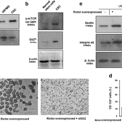 Mtorc2 Regulates Stemness Of Gbm Stem Like Cells A Representative Download Scientific