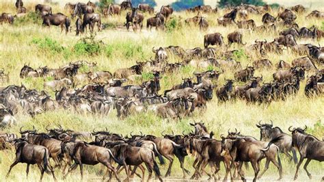 Best Time To Witness Masai Mara Wildebeest Migration