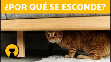 ¿por Qué Mi Gato Se Esconde Cuando Viene Gente 🐱 Causas Y Soluciones