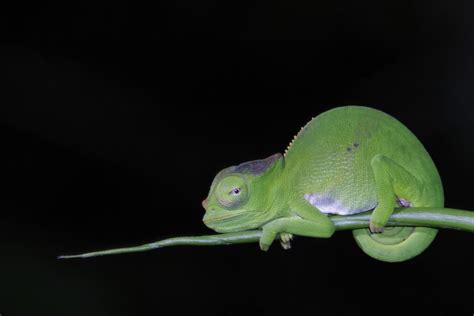 East African Dwarf Chameleons In January By Klaus Inaturalist