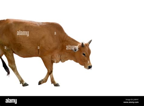 Cow Walking And Isolated White Background Stock Photo Alamy