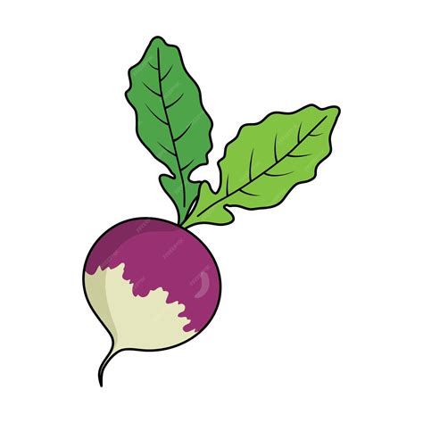 Premium Vector Turnip Cartoon Vector Illustration Cute Turnip Cartoon Drawing Playful Root