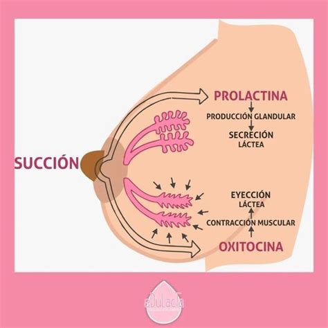 Hablemos De Hormonas Lactancia Materna Obstetricia Y Puericultura