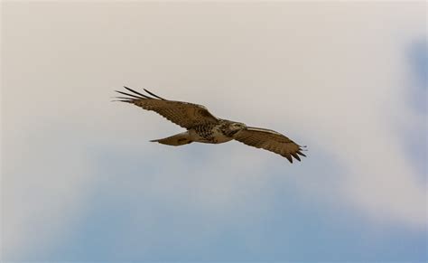 Hawk Free Stock Photo Public Domain Pictures