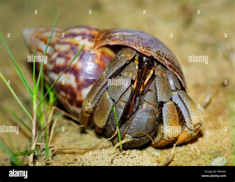 Large Hermit Crab Common Hermit Crab Soldier Crab Soldier Hermit