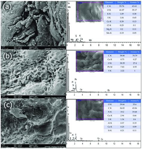 Field Emission Scanning Electron Microscopy Fesem Images Left And