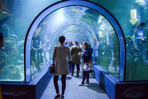 À la découverte de l océarium du Croisic en Loire Atlantique