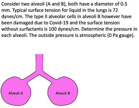 SOLVED: Consider two alveoli (A and B), both have a diameter of 0.5 mm ...