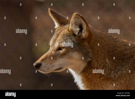 Rare Wolf Species