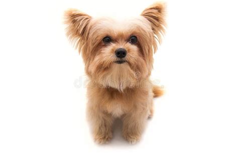 Big Head Dog Stock Photo - Image: 37524720