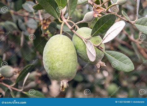 Feijoa Fresh Fruit On Tree Growing Acca Sellowiana Tropical Fruit