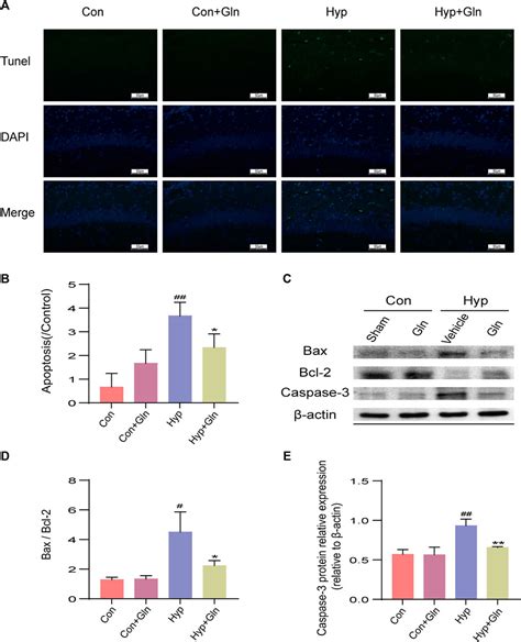 Frontiers Glutamine Ameliorates Hyperoxia Induced Hippocampal Damage