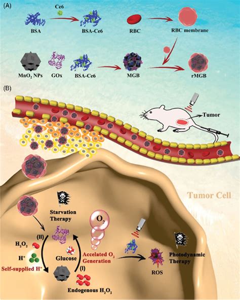 A Schematic Design Of The Biomimetic Hybrid Nanozyme Rmgb B The