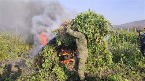 Ej Rcito Mexicano Destruyen Mega Plant O De Mariguana El M S Grande En