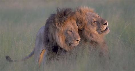 Male Lions Show Their Gay Pride By Mounting Each Other In Tender Show