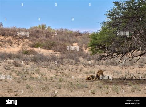 2 Male Lions Resting Under Tree Stock Photo Alamy