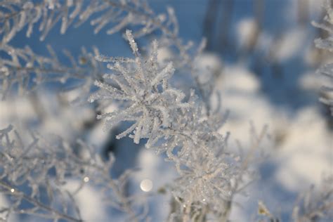 Free Images Tree Nature Branch Snow Cold Winter Plant Flower