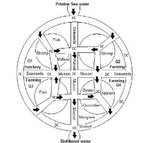 Model For Integrated Aquaculture Approach Download Scientific Diagram