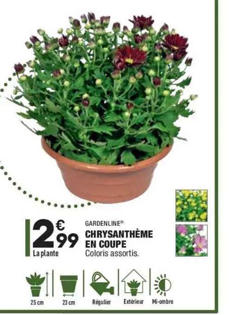 Promo Chrysanthème En Coupe Gardenline chez Aldi iCatalogue fr