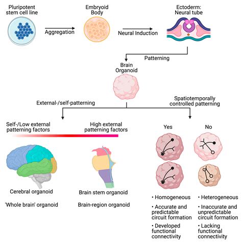 Brain Organoids Filling The Need For A Human Model Of Neurological