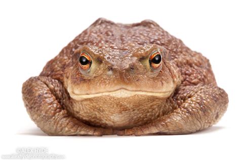 Common European Toad Bufo Bufo Alex Hyde