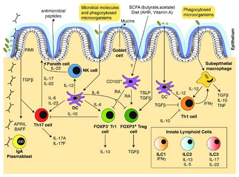 Overview Of The Cytokine Network Regulating Innate And Adaptive