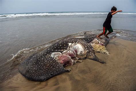 Hiu Paus Sepanjang Sepuluh Meter Mati Terdampar Di Pantai Kampis Pandeglang