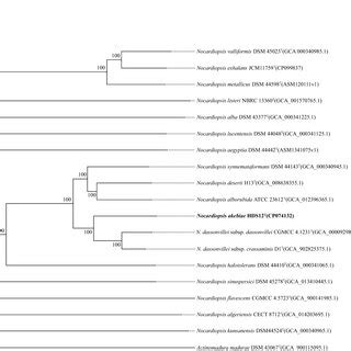 Phylogenetic Tree Based On Whole Genome Sequences Of HDS12T And Related