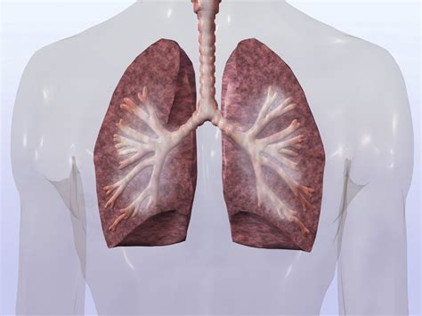 Copd Pathophysiology What Happens To Your Lungs