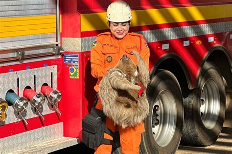 Semma Realiza Soltura De Animais Silvestres Em Reas De Mata Preservada