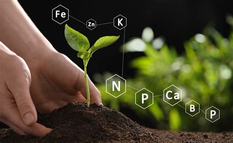 Diferencias y ventajas entre abonos orgánicos y minerales