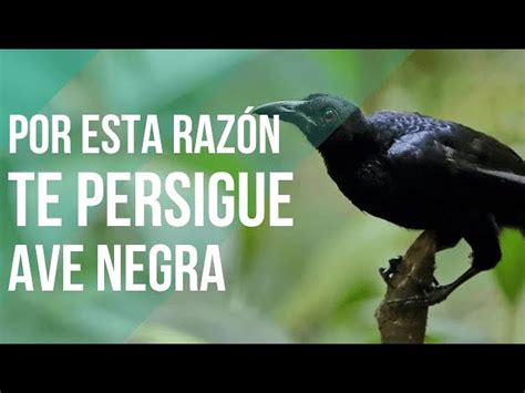 Ave Con Cabeza Negra Y Cuerpo Gris Todo Sobre Animales Y Bichos