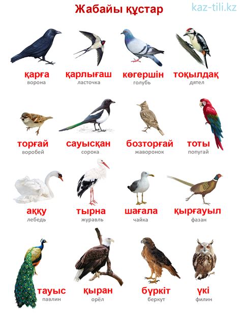 Словарь в картинках | kaz-tili.kz