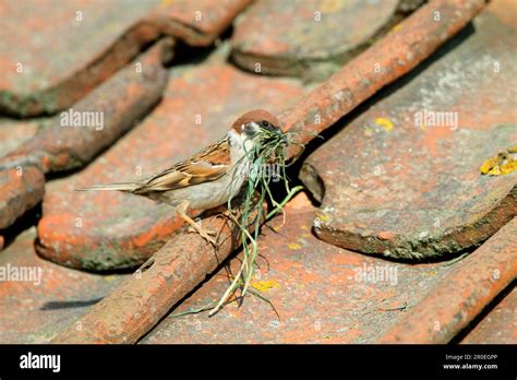 Gorrión de árbol eurasiático passer montanus adulto con material de