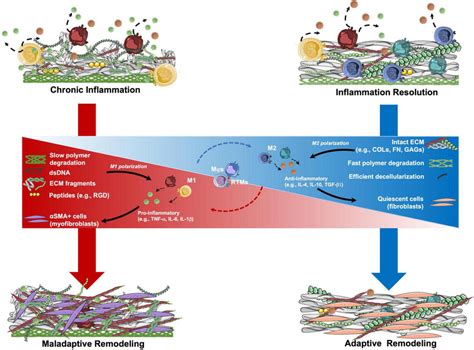 Hypothetical Mechanisms Involved In The Remodeling Of Tissue Engineered