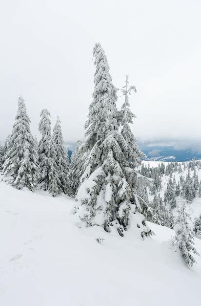 Abetos nevados en la colina del invierno en tiempo nublado cárpatos