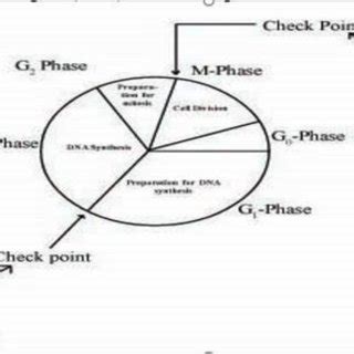 C: Integration of HPV DNA with host DNA. HPV DNA integration with a... | Download Scientific Diagram