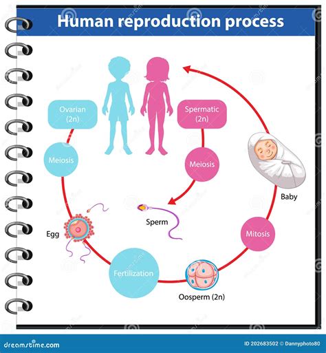 Proceso De Reproducci N De Infograf A Humana Ilustraci N Del Vector