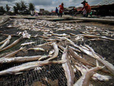 PRODUKSI IKAN KERING TERKENDALA MUSIM HUJAN ANTARA Foto