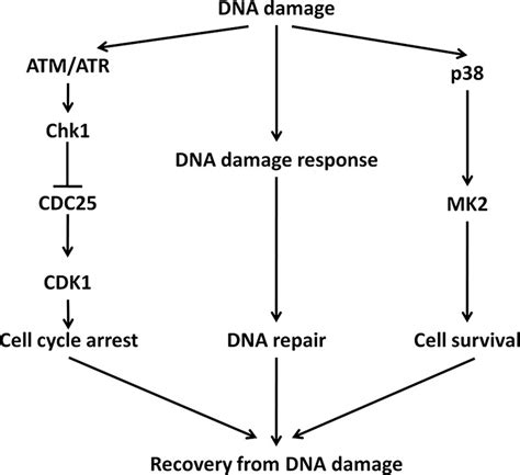 New Model For A Novel Role Of P38 Mapk In The Dna Damage Response In