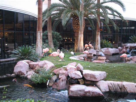 Review of Wildlife Habitat at Flamingo Las Vegas | ZooChat