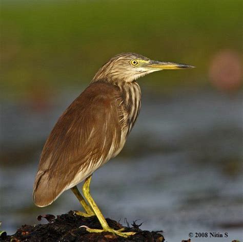 Indian pond heron - Alchetron, The Free Social Encyclopedia