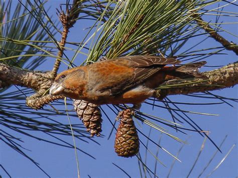 Шишкар сосновий - eBird