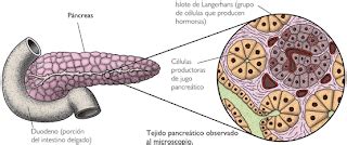 Understand to learn Regulación de la glucemia