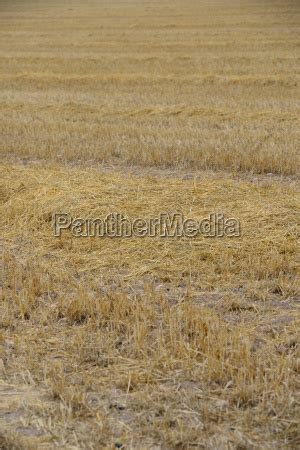 Abgeerntetes Kornfeld In Spanien Lizenzfreies Bild