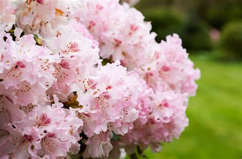 Plantes Pour Une Exposition Nord La Liste Compl Te