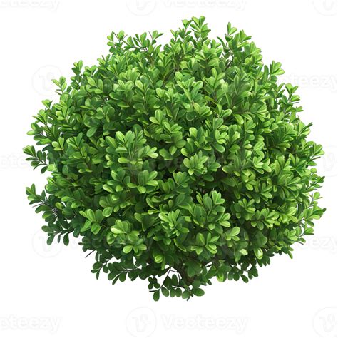 A Green Shrub With Leaves 47312004 Png